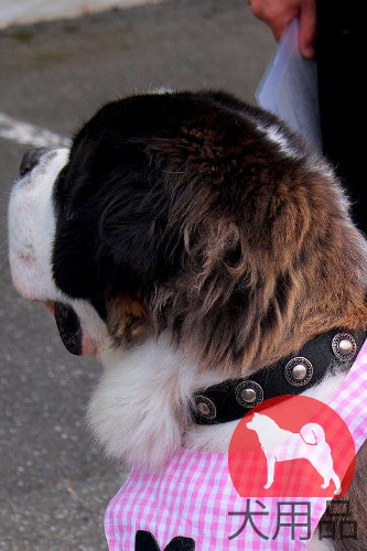 大型犬　首輪　ナイロン